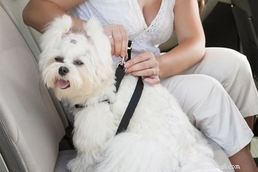 Hoe u kunt voorkomen dat een hond op een veiligheidsgordel kauwt