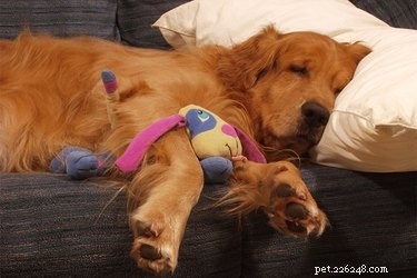 Når hundar REM när de sover?
