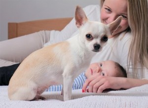 犬が新しい赤ちゃんにうなり声を上げたらどうするか 