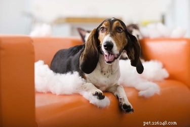 Hoppa din hund från att förstöra en soffa
