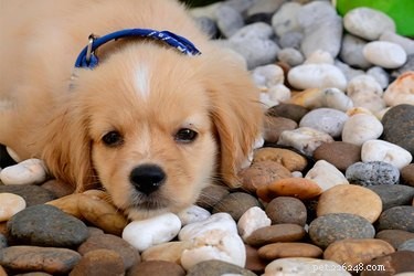 My Puppy Chews on Rocks
