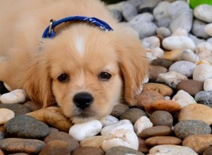 私の子犬は岩の上で噛む 