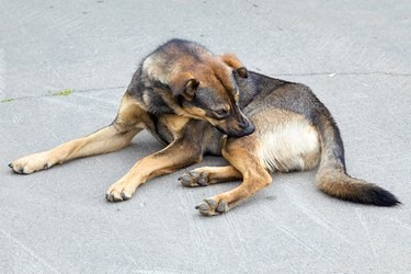 Possibili complicazioni dei morsi delle pulci nei cani