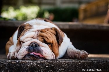 Kan anestesi orsaka magbesvär hos hundar?