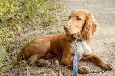 Může anestezie způsobit žaludeční nevolnost u psů?