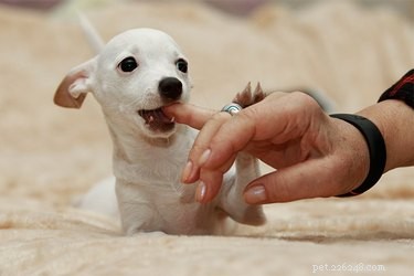 Как отучить собаку кусать зубы