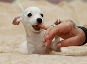 Comment empêcher un chien de faire sa bouche