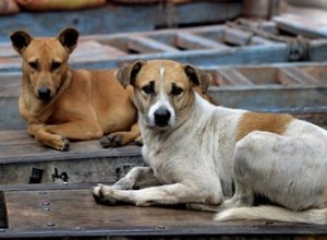 Comportements des chiens errants