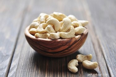 Är cashewnötter ok för hundar?