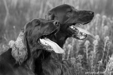 Redenen waarom honden schuimen bij de mond