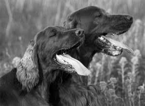Причины, почему у собак пена изо рта