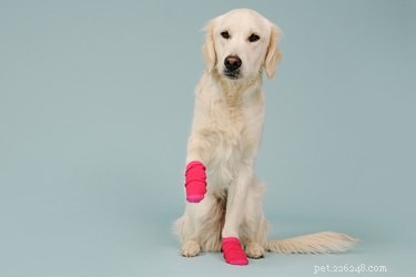 Использование носков для собак, чтобы не грызть лапы