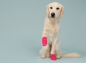 犬の靴下を使って足を噛むのをやめる 