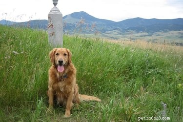 Perché i cani mangiano l erba?