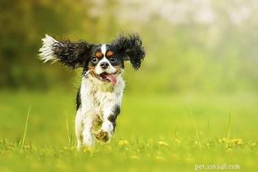 De 10 snelste hondenrassen