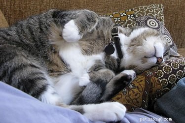 Perché i gatti dormono tutto il tempo?