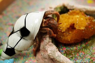 O que os caranguejos eremitas comem?