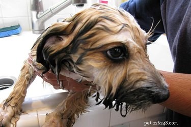 Com que frequência você deve dar banho em seu cachorro?