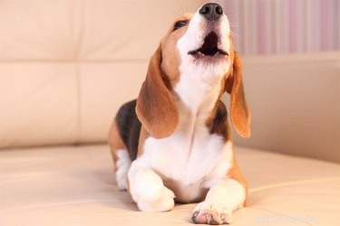 Kunnen honden hun stembanden beschadigen door te blaffen?