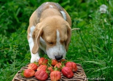 Os cães podem comer morangos?