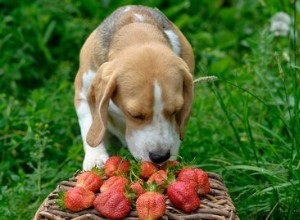 Les chiens peuvent-ils manger des fraises ?