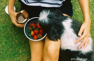 Kan hundar äta jordgubbar?