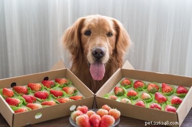 Kunnen honden aardbeien eten?
