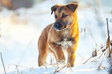 Förhindra snö från att klumpa ihop sig på mina hundtassar