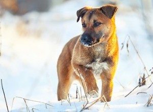 Empêcher la neige de s agglutiner sur les pattes de mon chien