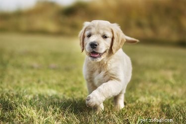 Vad är puppy strangles och vad som orsakar dem?