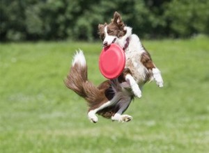 Les chiens les plus sportifs par catégorie sportive