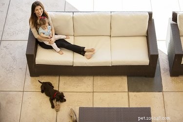 Conseils pour éloigner les chiens des meubles de terrasse