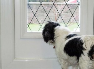 Mon chien saute sur les portes vitrées