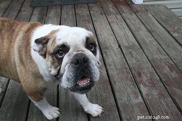 Starnuti inversi vs. collasso tracheale nei cani