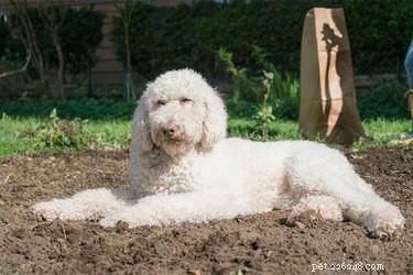 Může pes onemocnět hnojem?