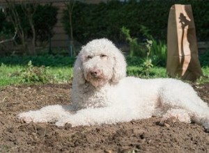 犬は糞尿から病気になることができますか？ 