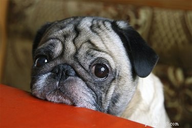 Mají psi více sad očních víček?