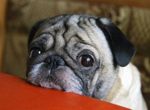 犬はまぶたの複数のセットを持っていますか？ 