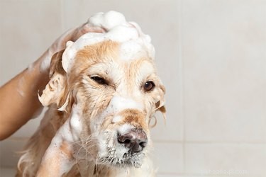 Min hund morrar när jag ger honom ett bad