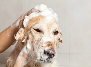 목욕을 하면 강아지가 으르렁거립니다