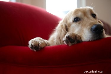 Как отвадить собак от мебели