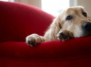 犬を家具から遠ざける方法 