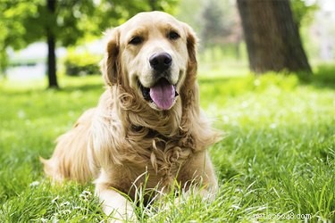 Orsaker och diagnos av osteosarkom från hund