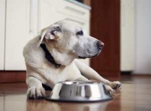 Mon chien n arrête pas de retourner son bol de nourriture