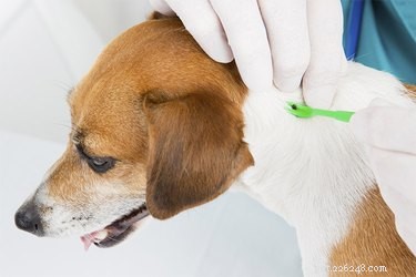 Komplikace způsobené kousnutím klíšťat u psů