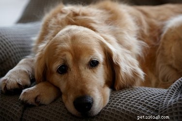 Reumatism från hund