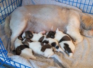 Comment savoir si votre chien a manqué d eau