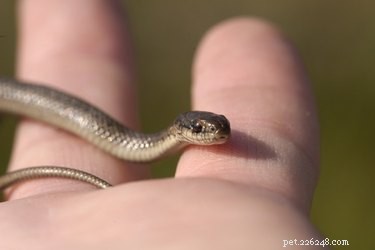가터뱀은 개에게 위험합니까?