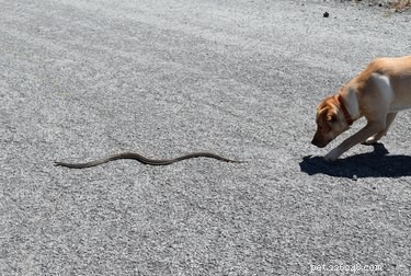 가터뱀은 개에게 위험합니까?