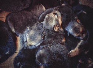 La taille de la portée affecte-t-elle la taille du chiot ?